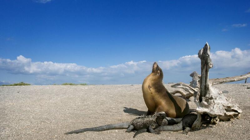 Ecuador: Quito És Galápagos-szigetek Világa