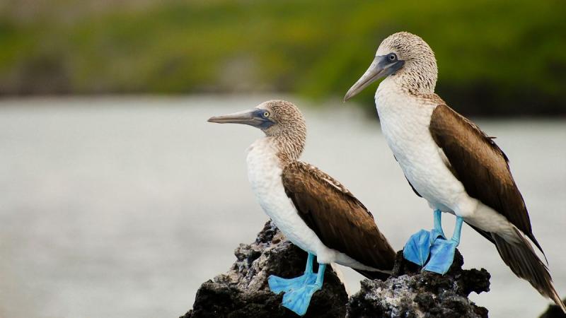 Ecuador: Quito És Galápagos-szigetek Világa