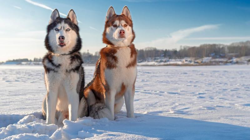 Finnország – Számik, Rénszarvasok És Huskyk Földjén