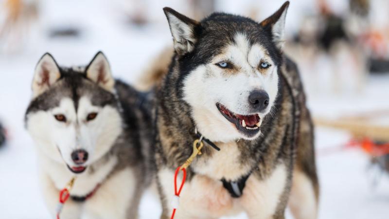 Finnország – Számik, Rénszarvasok És Huskyk Földjén