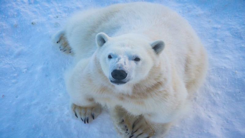 Finnország – Számik, Rénszarvasok És Huskyk Földjén