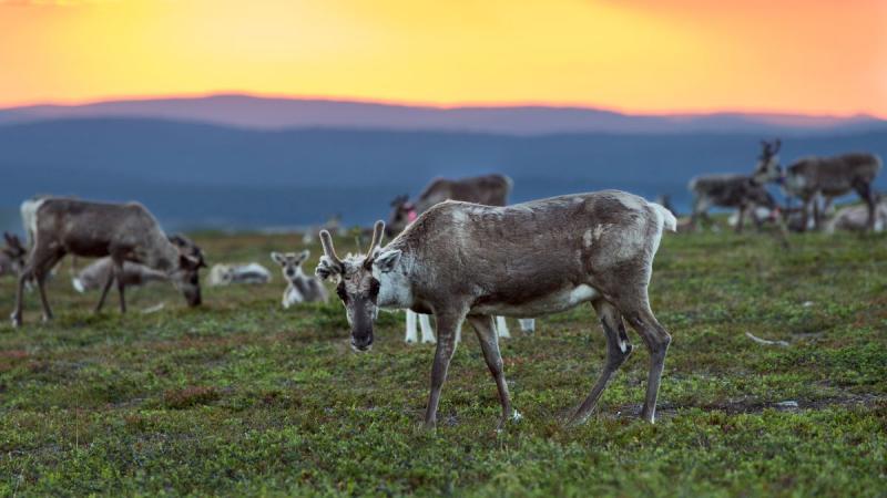 Finnország – Számik, Rénszarvasok És Huskyk Földjén