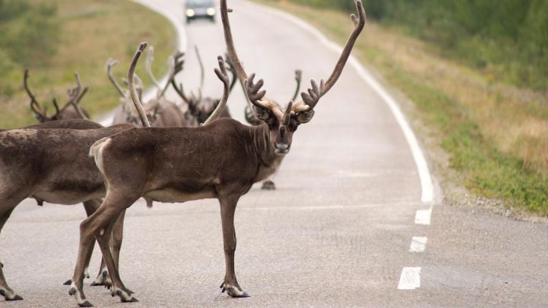 Finnország – Számik, Rénszarvasok És Huskyk Földjén
