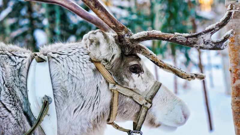 Finnország – Számik, Rénszarvasok És Huskyk Földjén