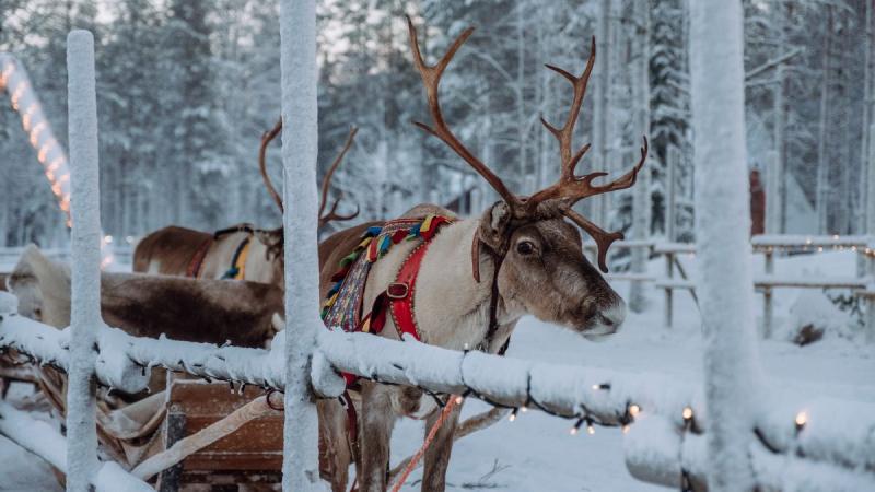 Finnország – Számik, Rénszarvasok És Huskyk Földjén