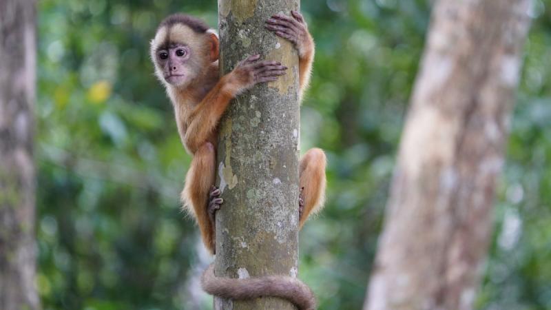 Nagy Körutazás Brazíliában: Salvador, Amazonas, Iguassu És Rio