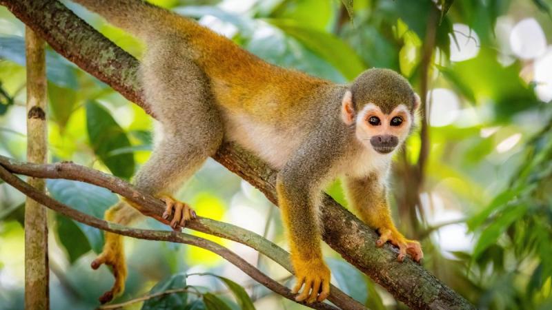 Nagy Körutazás Brazíliában: Salvador, Amazonas, Iguassu És Rio