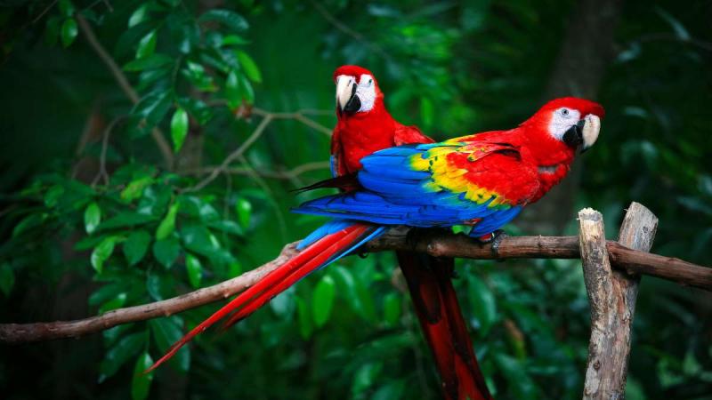 Rio De Janeiro – Csoportos Városlátogatás