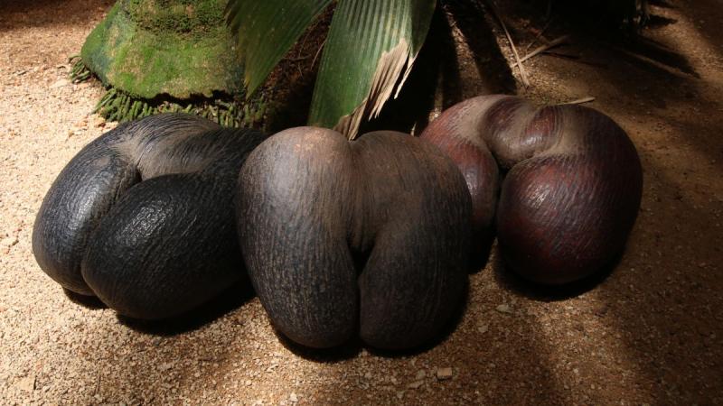 Seychelles - Az Indiai-óceán Álomszigetei