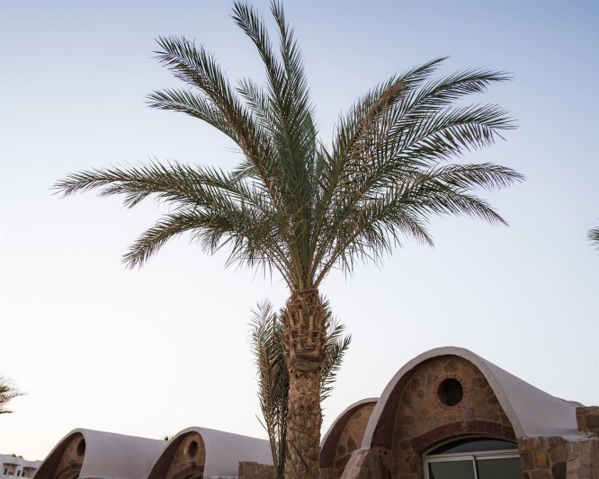 Marsa Alam utazás Acel Beach Resort