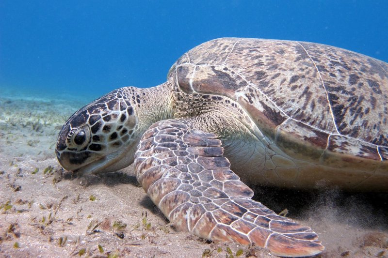 Marsa Alam utazás Brayka Bay Resort Marsa Alam