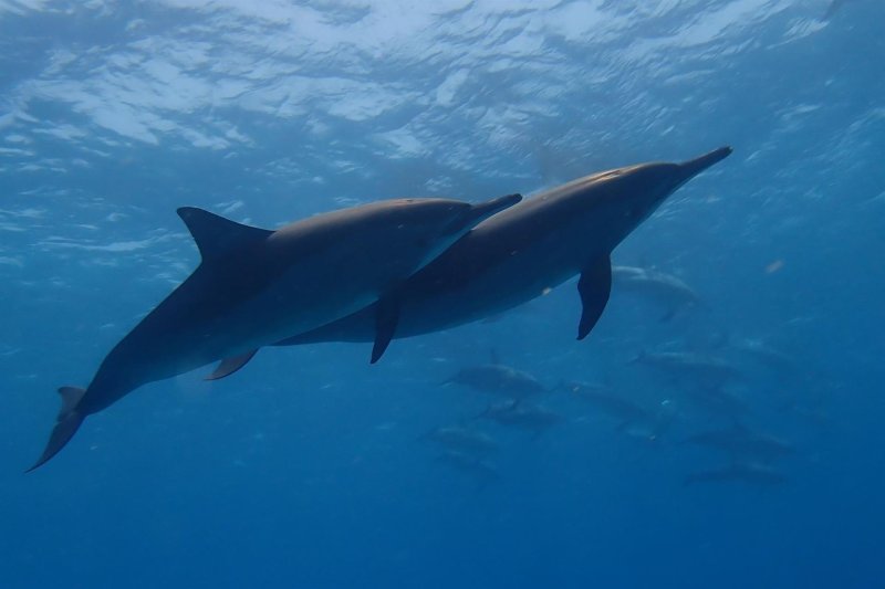 Marsa Alam utazás Brayka Bay Resort Marsa Alam