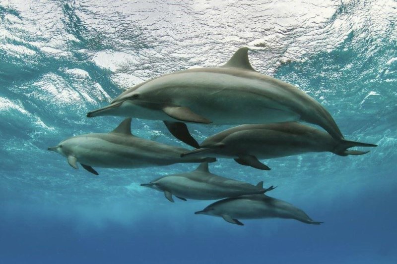 Marsa Alam utazás Brayka Bay Resort Marsa Alam