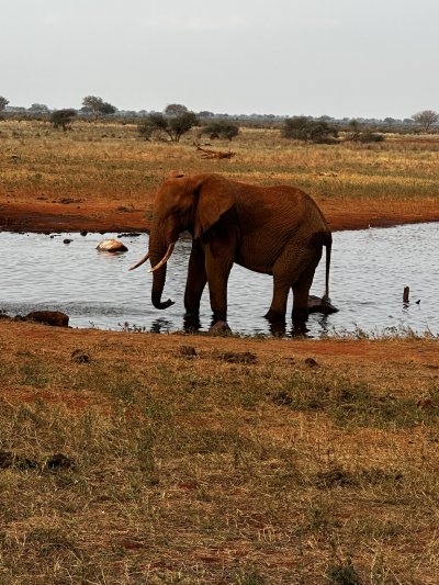 Kenya utazás 1 éj szafari + 6 éj tengerparti üdülés