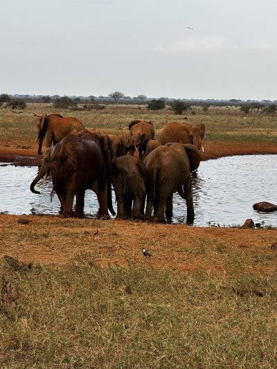 Kenya utazás 1 éj szafari + 6 éj tengerparti üdülés