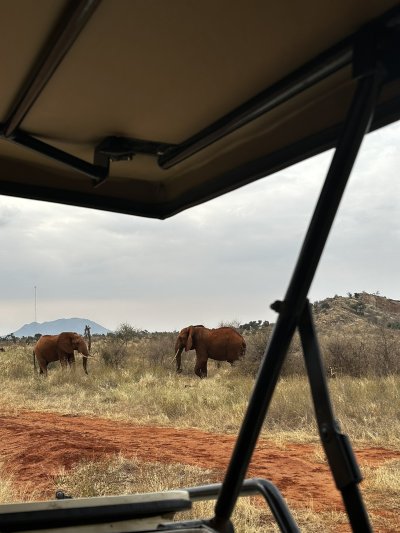 Kenya utazás 1 éj szafari + 6 éj tengerparti üdülés