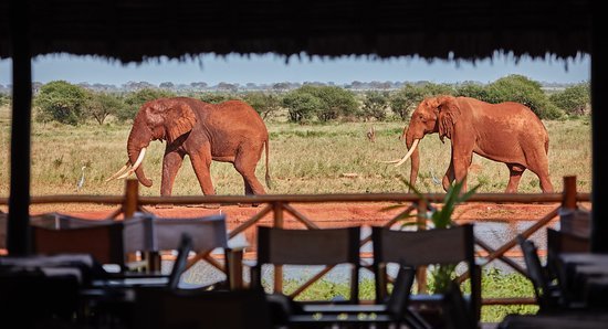 Kenya utazás 1 éj szafari + 6 éj tengerparti üdülés
