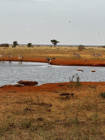 Kenya utazás 1 éj szafari + 6 éj tengerparti üdülés