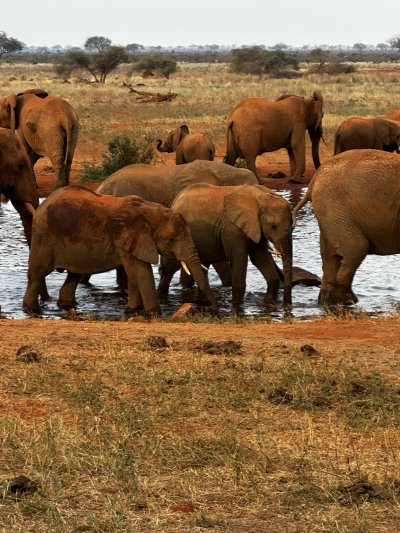 Kenya utazás Szafari + Papillion Lagoon Reef