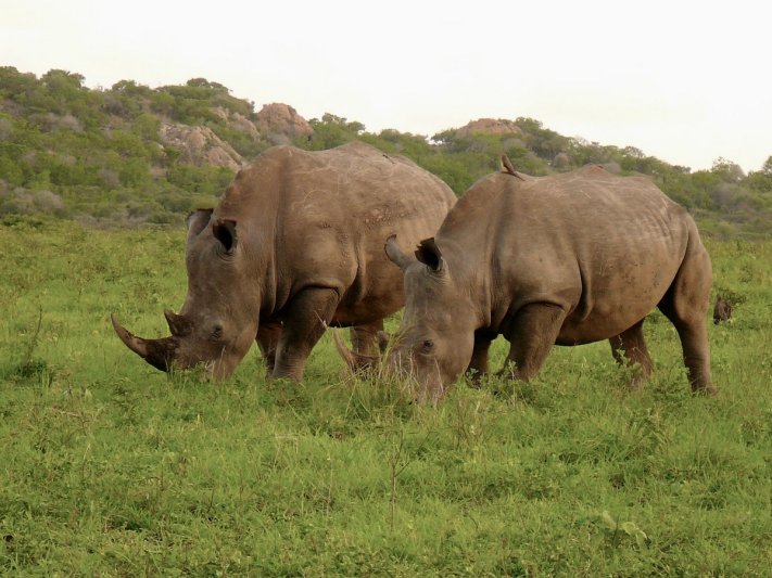 Dél-Afrikai körutazás Fokváros nevezetességeivel, szafarival, pihenéssel Sun City