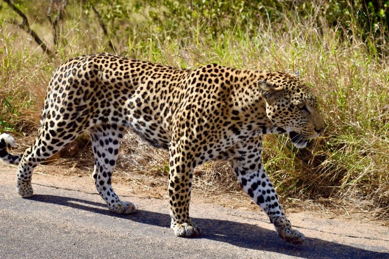 Dél-Afrikai körutazás Fokváros nevezetességeivel, szafarival, pihenéssel Sun City