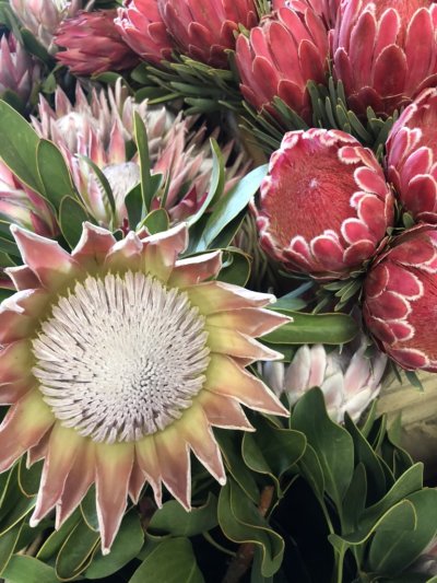 Dél-Afrikai körutazás Fokváros nevezetességeivel, szafarival, pihenéssel Sun City