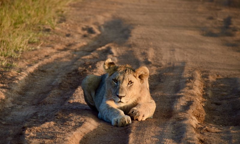 Dél-Afrikai körutazás Fokváros nevezetességeivel, szafarival, pihenéssel Sun City