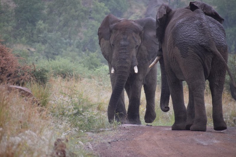 Dél-Afrikai körutazás Fokváros nevezetességeivel, szafarival, pihenéssel Sun City