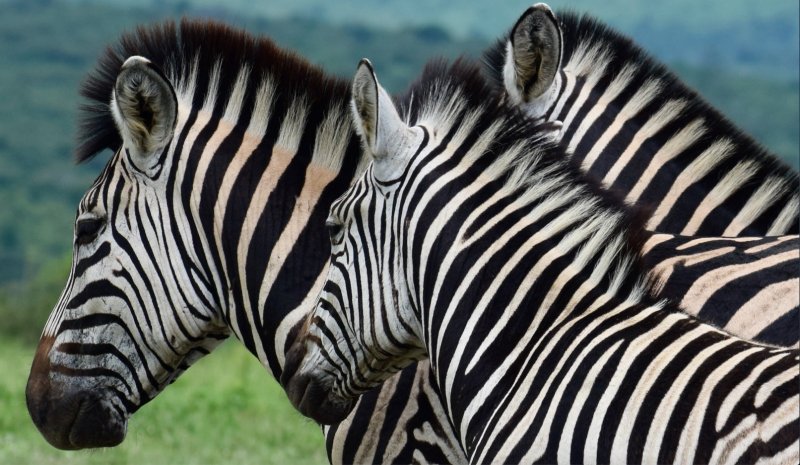 Dél-Afrikai körutazás Fokváros nevezetességeivel, szafarival, pihenéssel Sun City