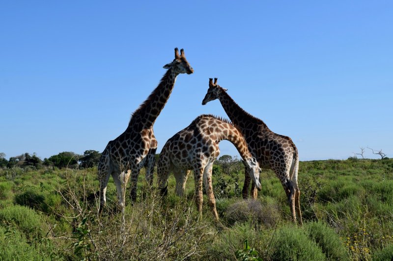 Dél-Afrikai körutazás Fokváros nevezetességeivel, szafarival, pihenéssel Sun City