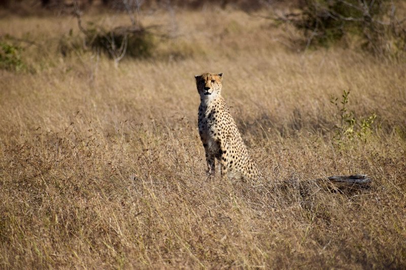 Dél-Afrikai körutazás Fokváros nevezetességeivel, szafarival, pihenéssel Sun City