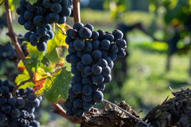 Francia körutak utazás Bordeaux és a francia baszkföld