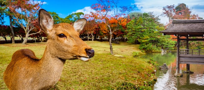 körutazás Japán arcai - körutazás a hagyománytól a jövőig Japán