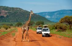 Szafari (3+4) Kenya