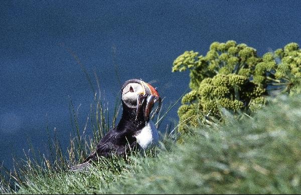 Reykjavík utazás Izlandi Utazás