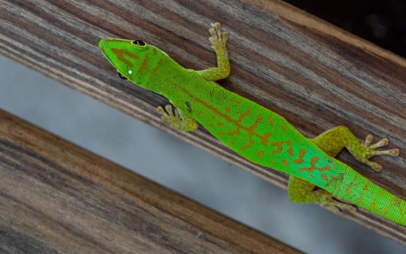 Seychelle-szigetek utazás Denis Private Island