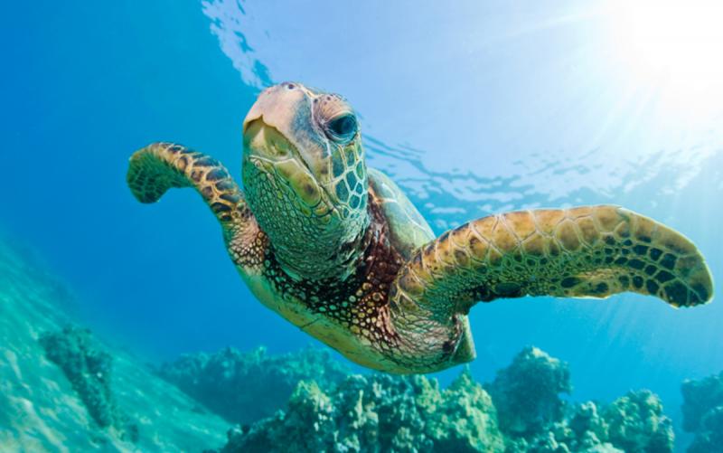 Seychelle-szigetek utazás Denis Private Island