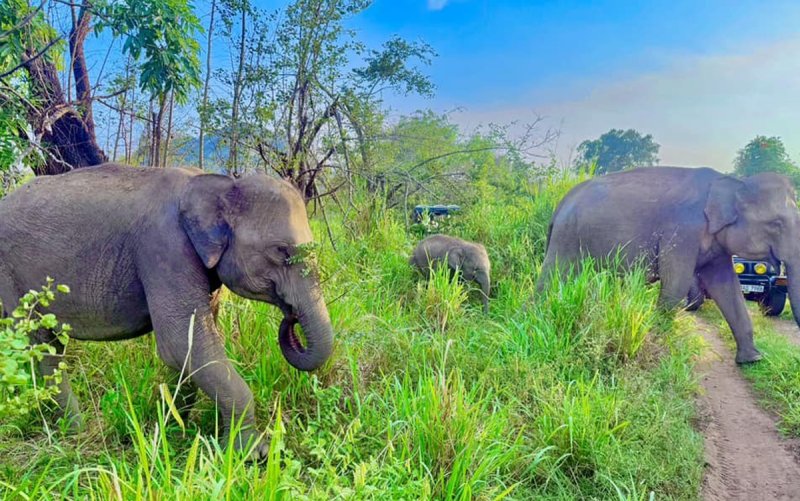 Srí Lanka körutazás Elle Spirit Camp Srí Lankán