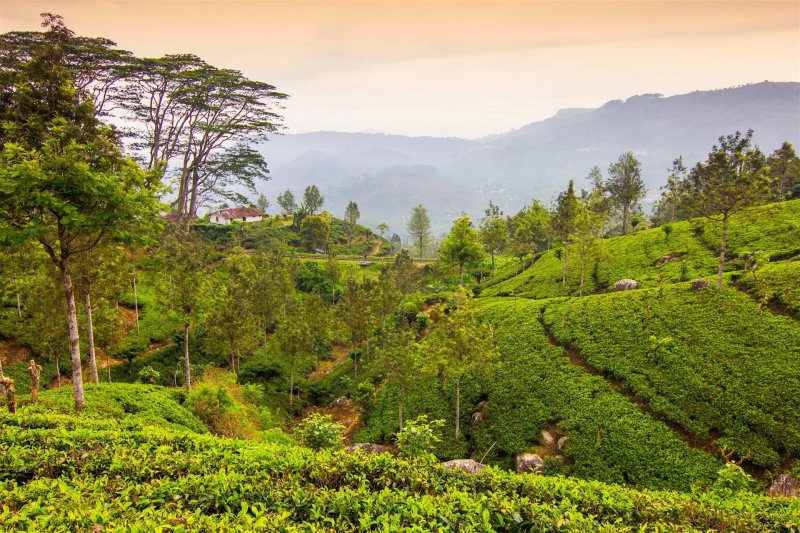 Srí Lanka körutazás Royal Island