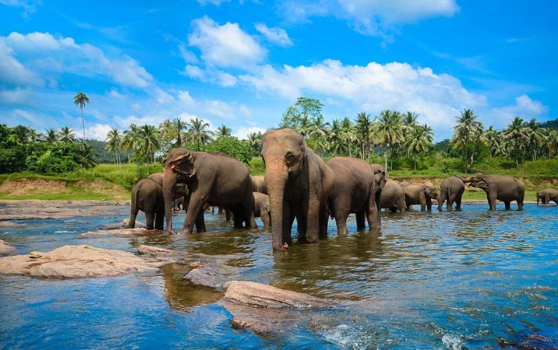 Srí Lanka körutazás Srí Lanka csodái – tengerparti pihenéssel az Earl’s Regent Hotelben