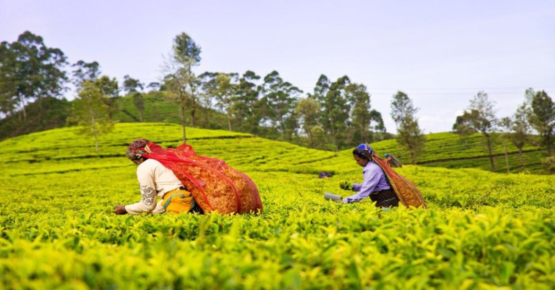Srí Lanka körutazás Srí Lanka gyöngyszemei (körút + üdülés)