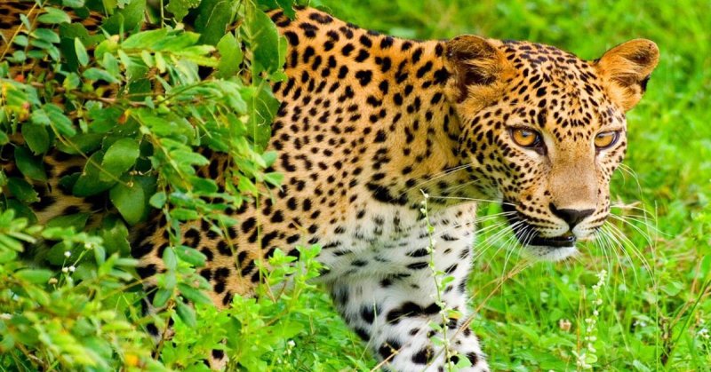 Srí Lanka körutazás Srí Lanka gyöngyszemei (körút + üdülés)