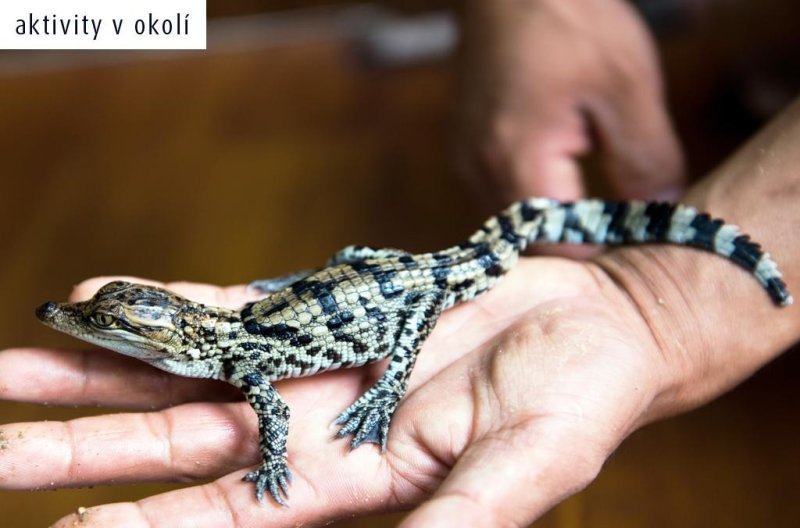 Djerba utazás Eden Star