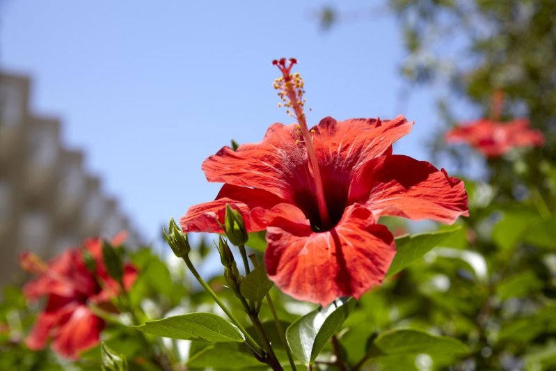 Rodosz Ialyssos utazás Sunshine Rhodes