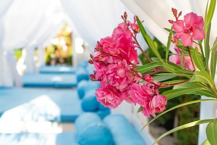 Amaris Hotel Napospart