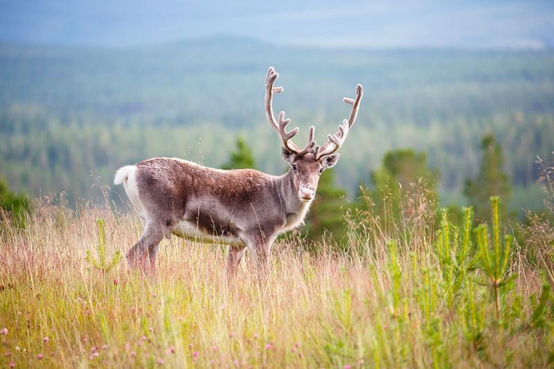 Az Északi-fok és a Mikulásfalu körutazás