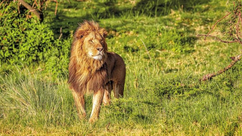 Kenya – Tanzánia Szafari Kalandtúra 14 Nap / 12 éj