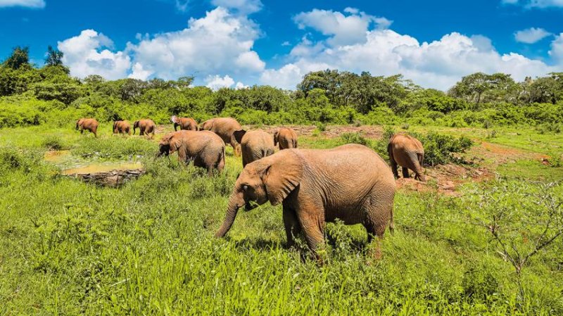 Kenya – Tanzánia Szafari Kalandtúra 14 Nap / 12 éj