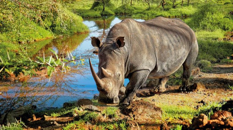 Kenya – Tanzánia Szafari Kalandtúra 14 Nap / 12 éj