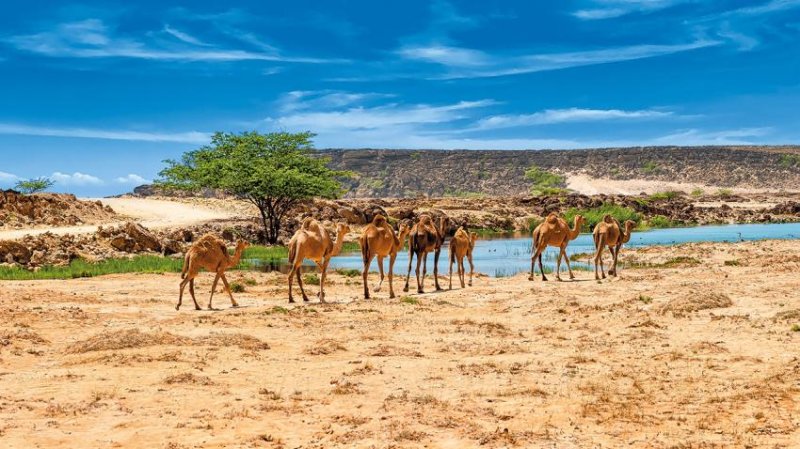 Emírségek és Omán Körutazás 8 Nap / 7 éj